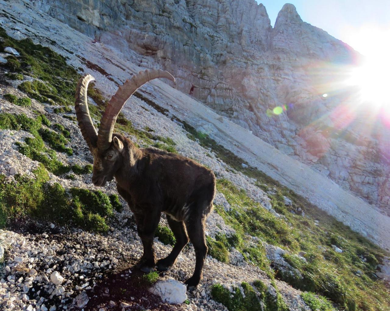 Gostilna Tratnik Hotel Col Bagian luar foto